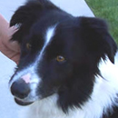 Lucky was adopted in June, 2006